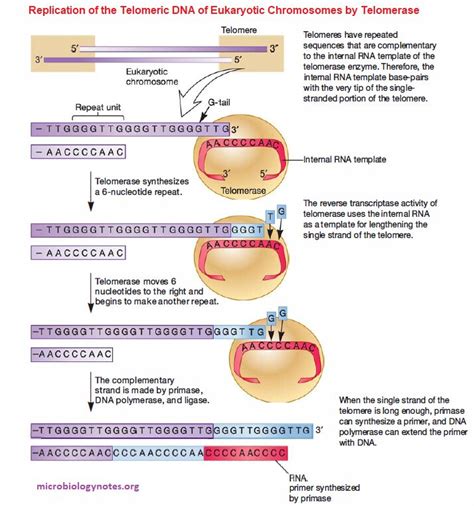 dna replication termination in prokaryotes|dna replication initiation elongation termination.